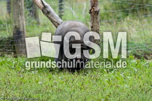 Hängebauchschwein (20 von 37).jpg